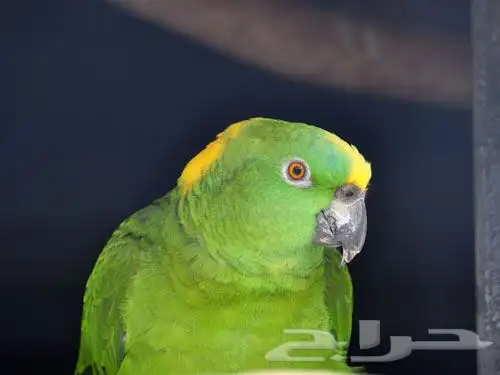 معلومات ونقاش عن ببغاء اليلوناب 6
