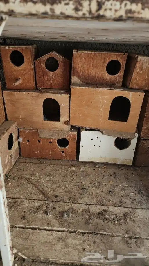 بياضه عصافير 0