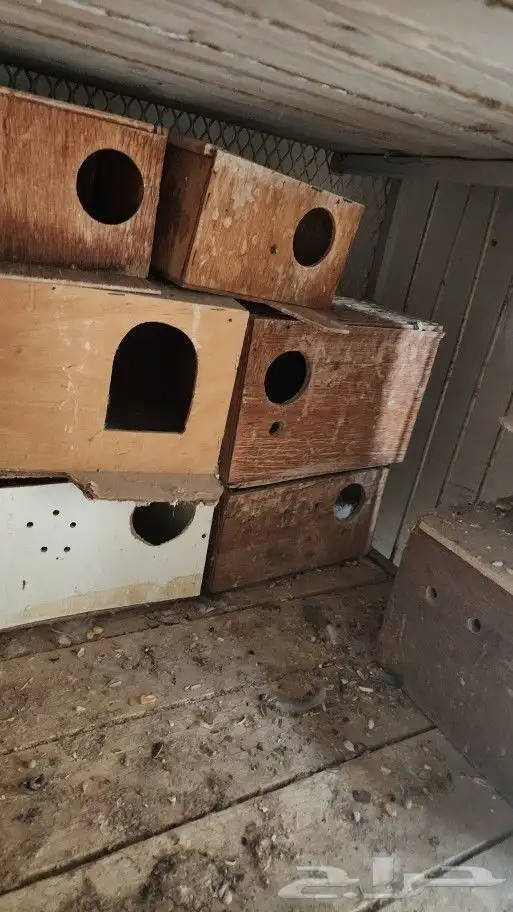 بياضه عصافير 1