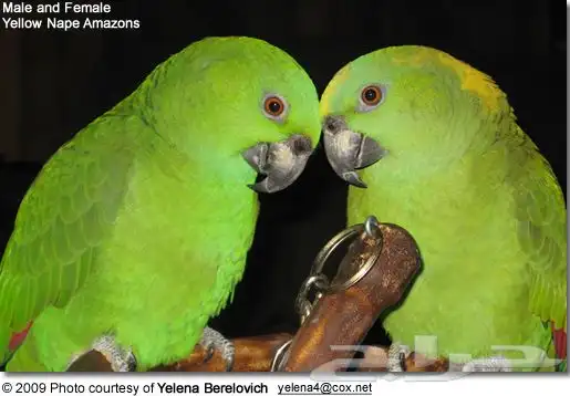 معلومات ونقاش عن ببغاء اليلوناب 5