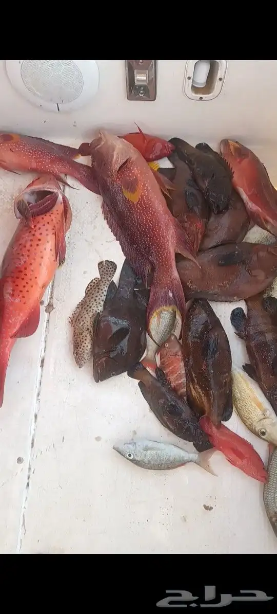 رحلات بحرية صيد وسباحه و تمشيه داخل شرم 8