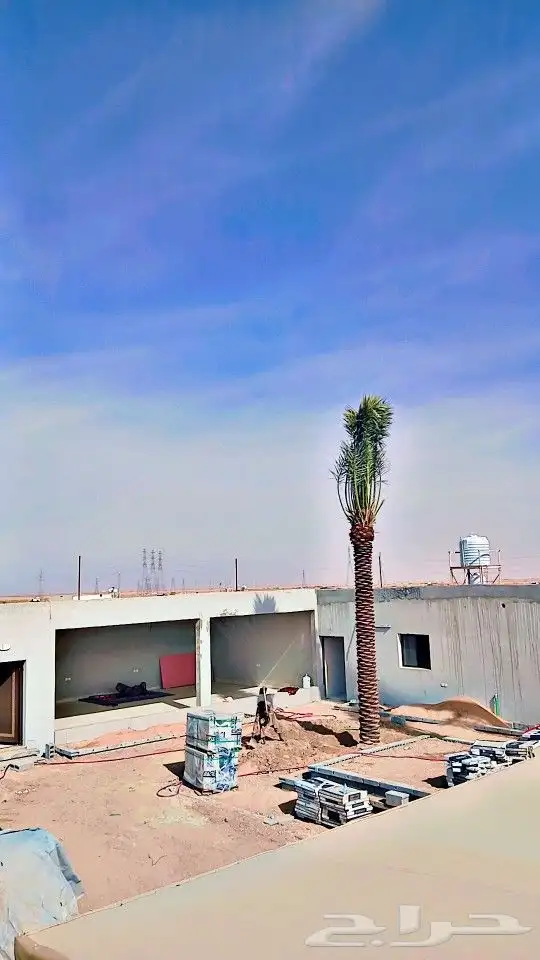 نخل للبيع بسعار مناسبه 1