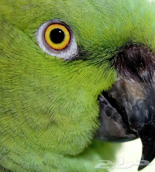 معلومات ونقاش عن ببغاء اليلوناب 4