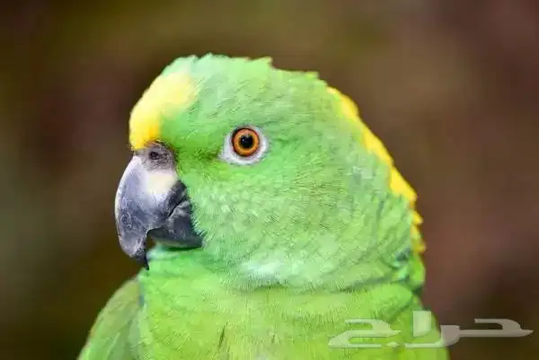 معلومات ونقاش عن ببغاء اليلوناب 11