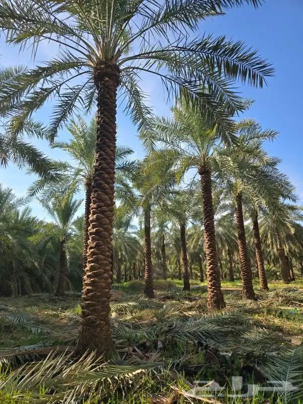 نخل للبيع بسعار مناسبه 9
