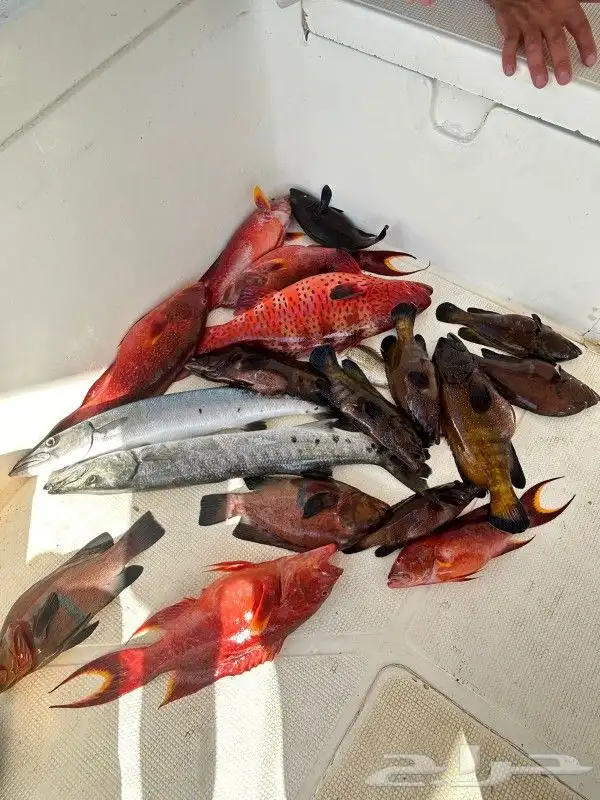 رحلات بحرية صيد وسباحه و تمشيه داخل شرم 9