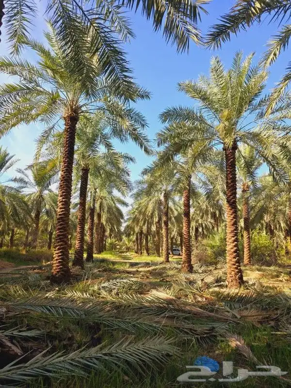 نخل للبيع بسعار مناسبه 8