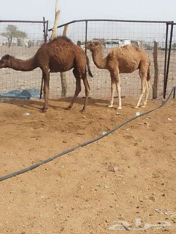 قعدان اثنين وبكره واحده 2