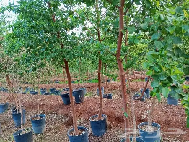 سدر بلدي للبيع 3