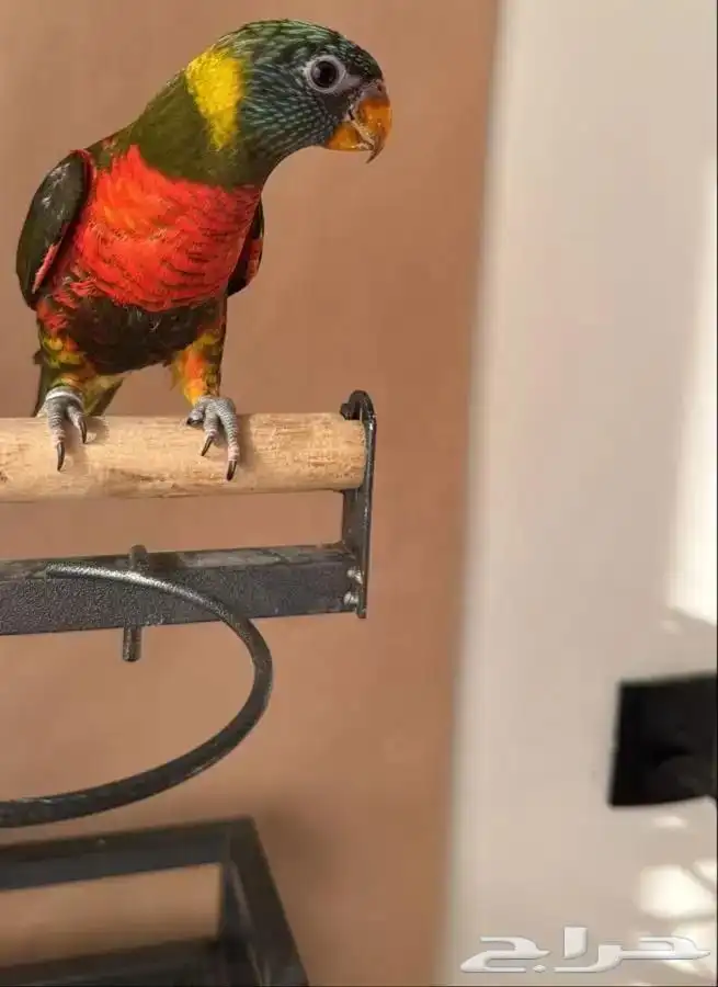 فرخ لوري من النوادر زيتوني 0