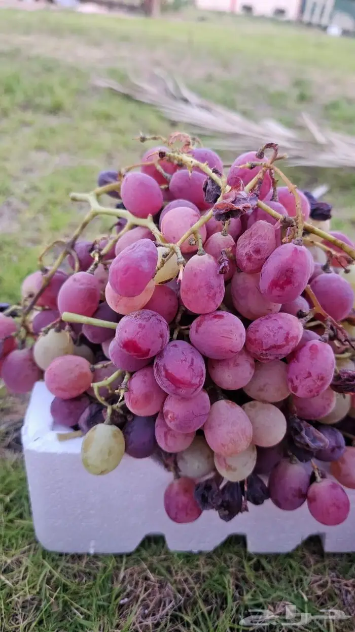 عقل ال100 ب35 ريال انتهى الموسم 1