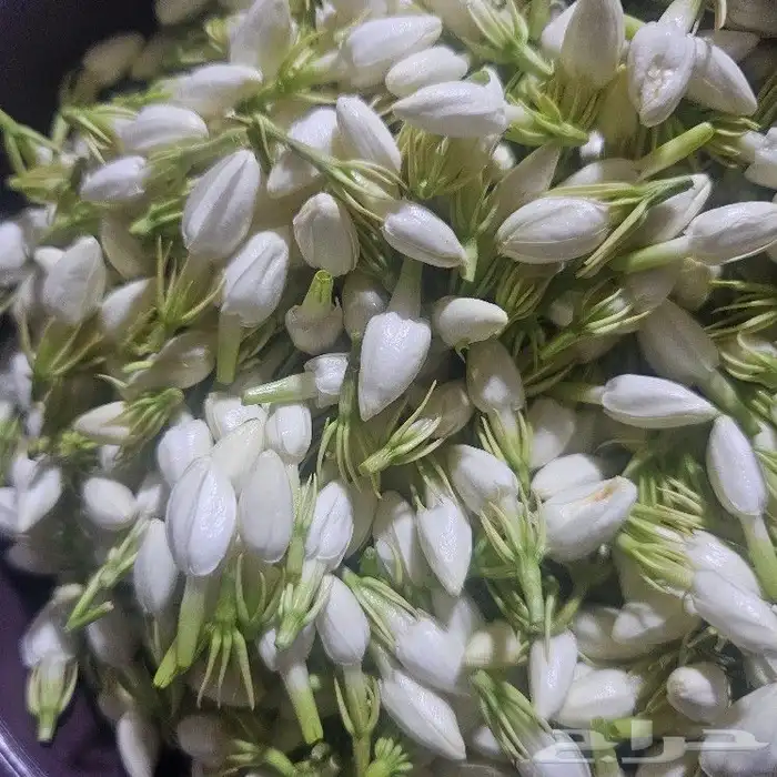 بيع الفل والكادي في الرياض 0
