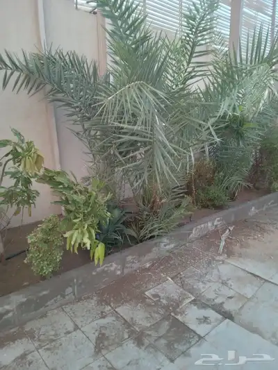 معلم حازم وجميع انواع الزراعه 1