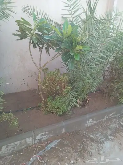 معلم حازم وجميع انواع الزراعه 2