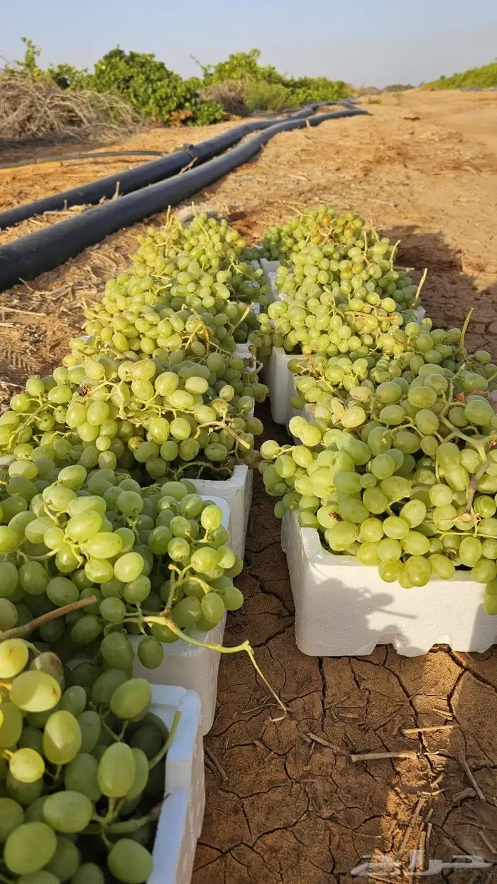 عقل ال100 ب35 ريال انتهى الموسم 6