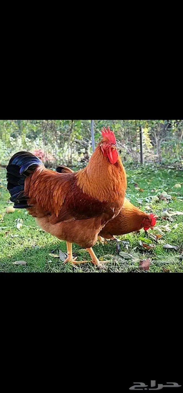 صوص فرنسي وبيض مخصب فرنسي 3