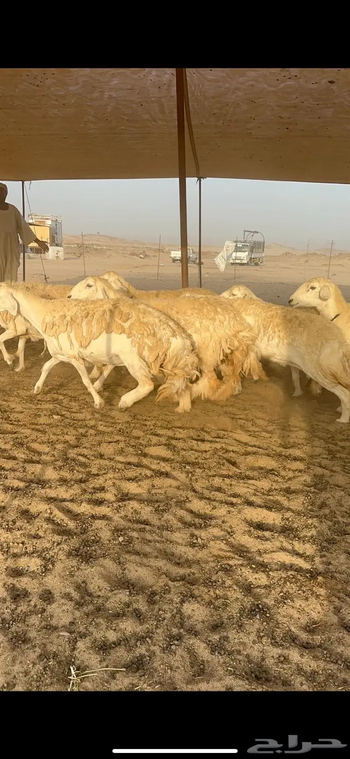 غنم حرش كفو 1