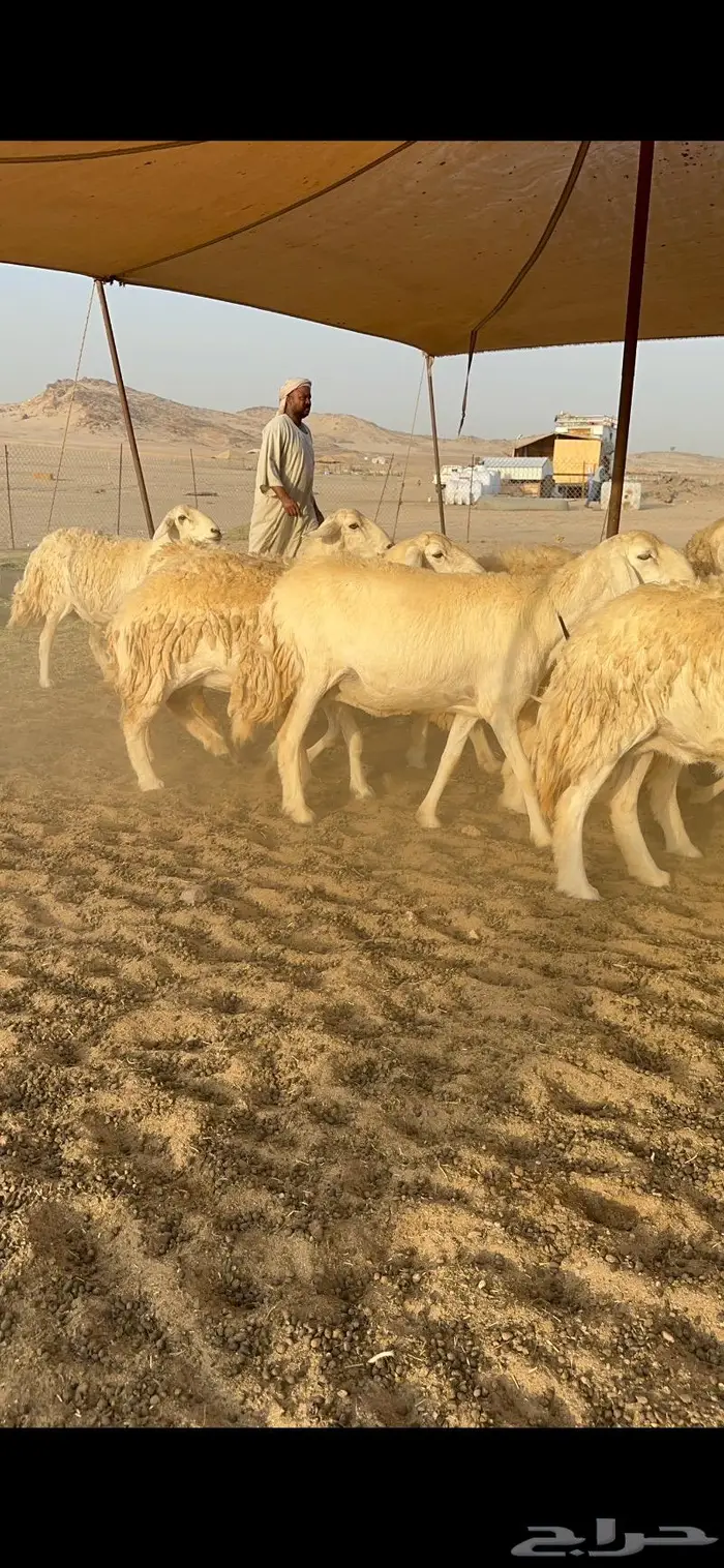 غنم حرش كفو 3