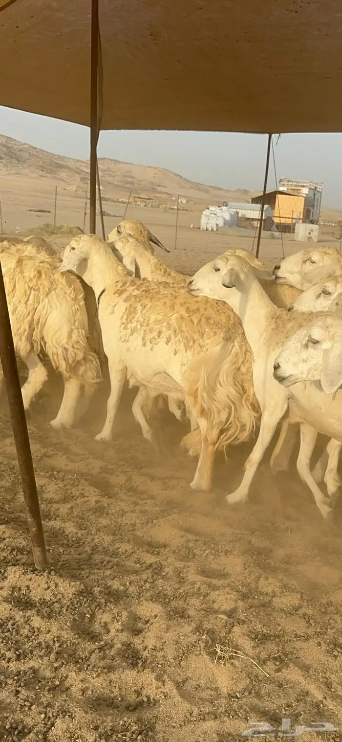 غنم حرش كفو 4