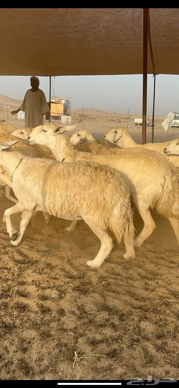 غنم حرش كفو 5