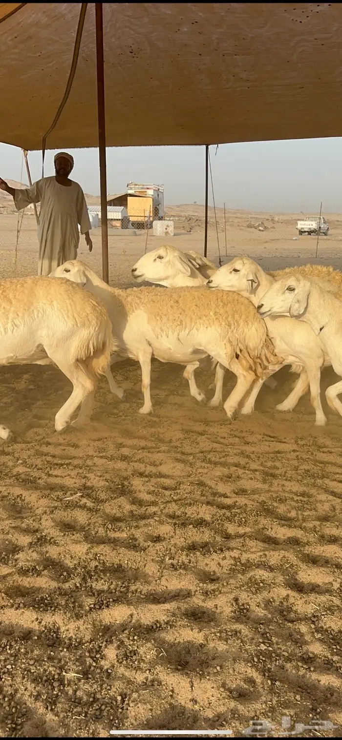 غنم حرش كفو 6