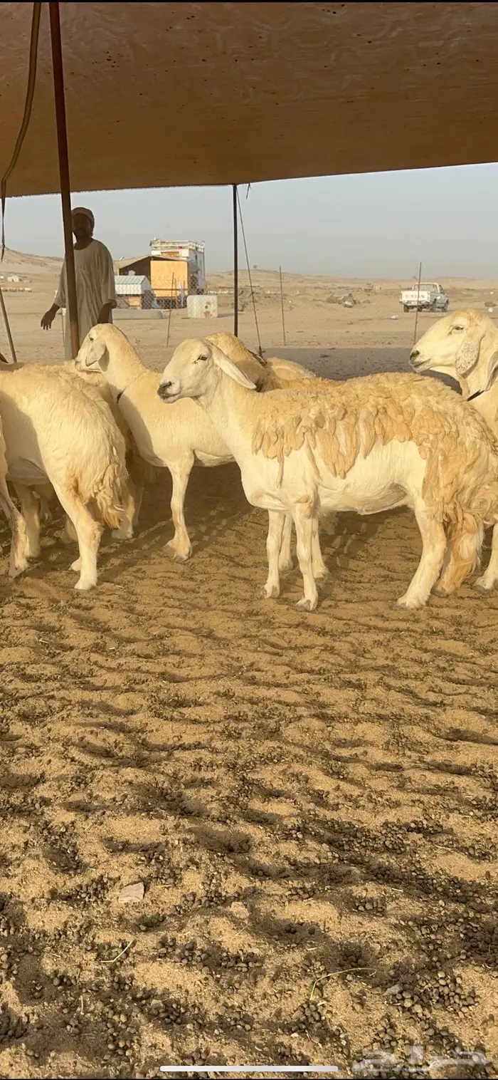 غنم حرش كفو 7