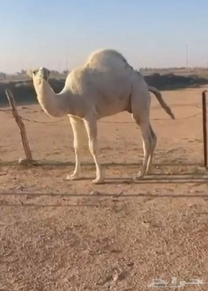 قعود كفو فل الفل للبيع 1