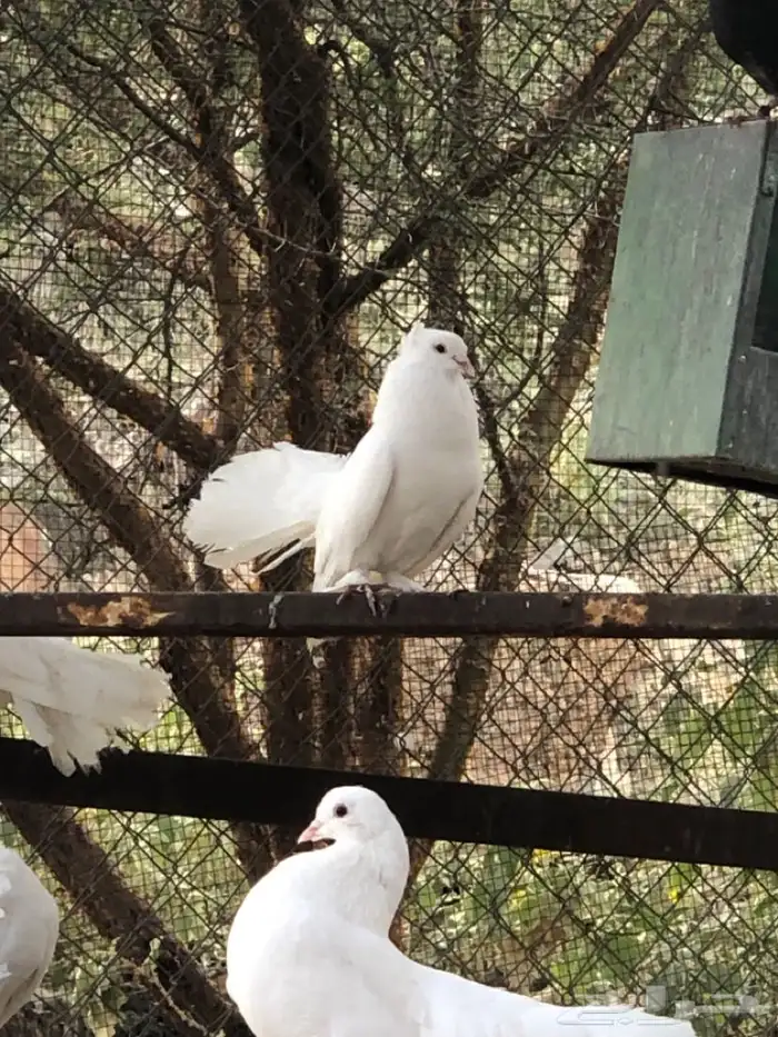 اجواز حمام رقاص 5