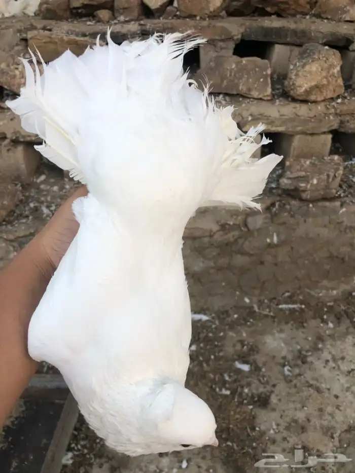 اجواز حمام رقاص 22