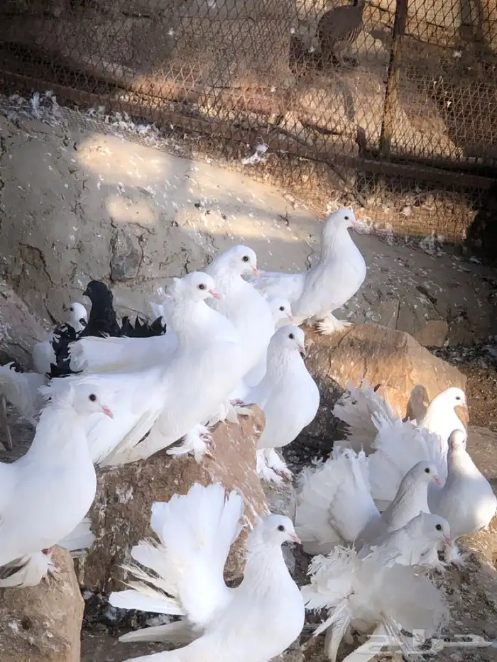 اجواز حمام رقاص 13