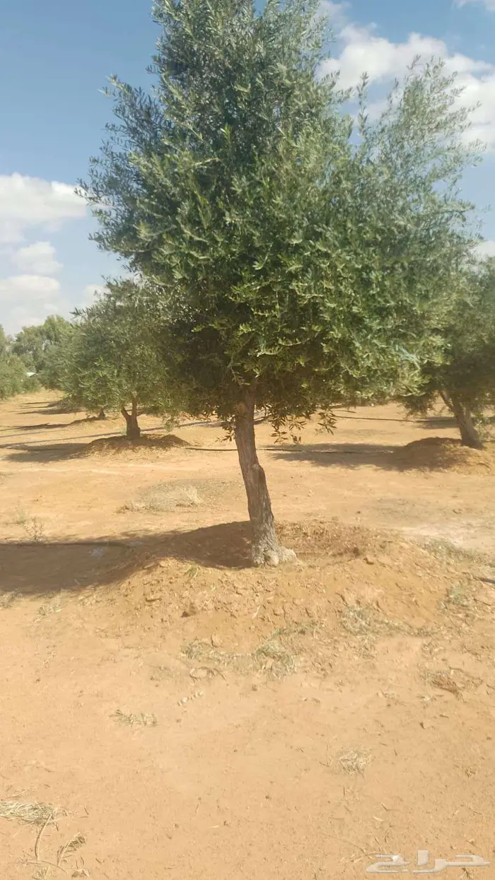 اشجار زيتون 2