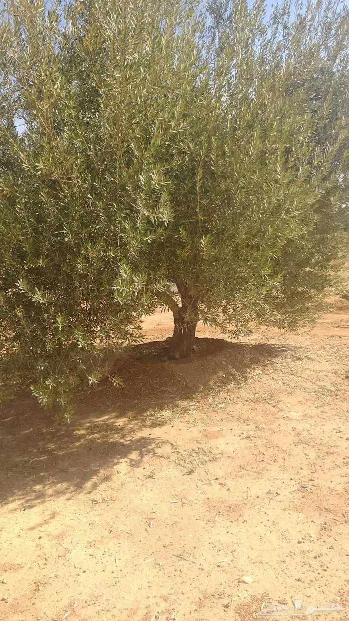اشجار زيتون 7