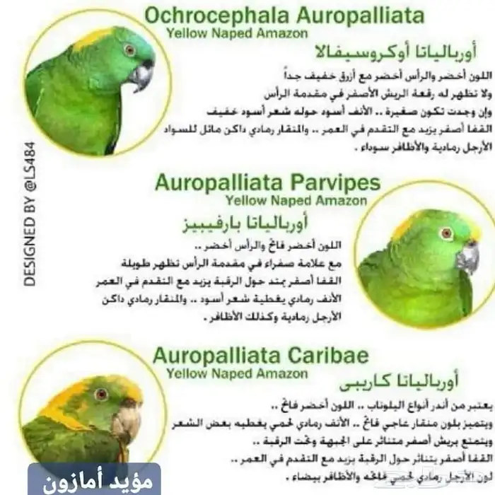 معلومات ونقاش عن ببغاء اليلوناب 1