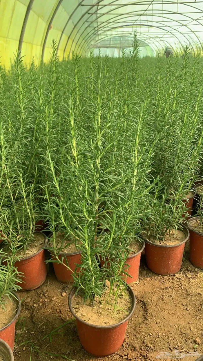 شتلات أكليل الجبل روز ماري 3