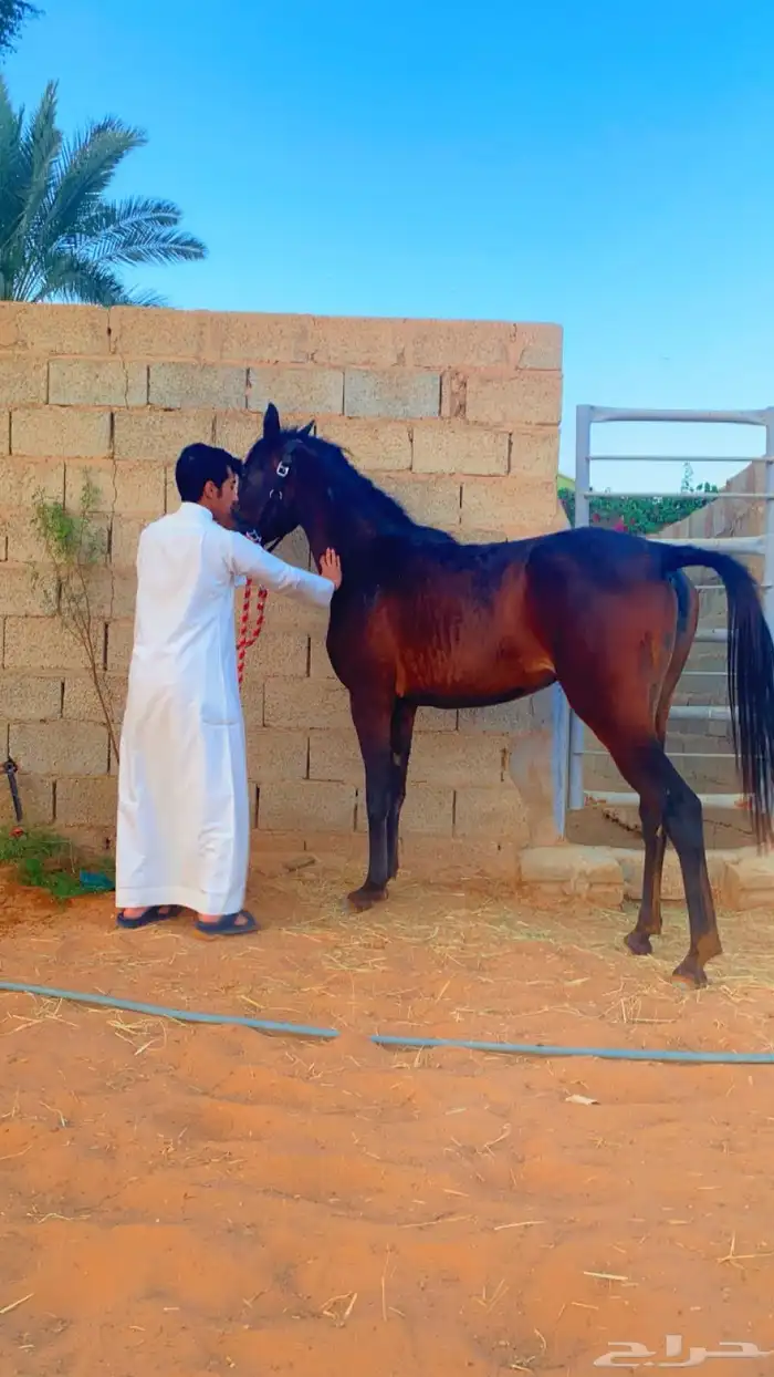 بواديك خيل رمك للايجار الشهري فقط 800 0