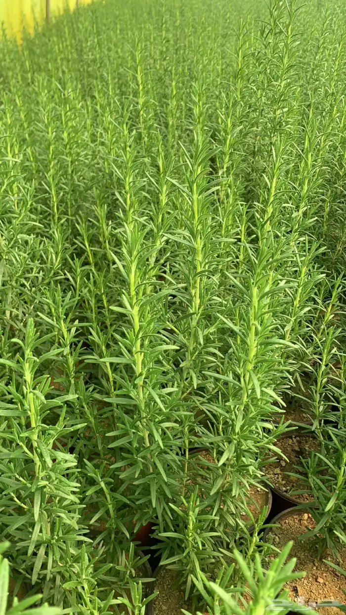 شتلات أكليل الجبل روز ماري 0