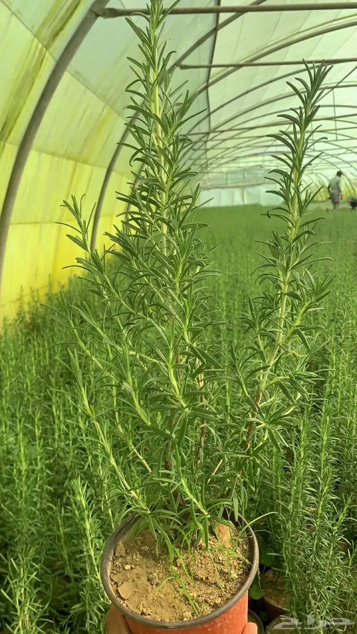 شتلات أكليل الجبل روز ماري 1