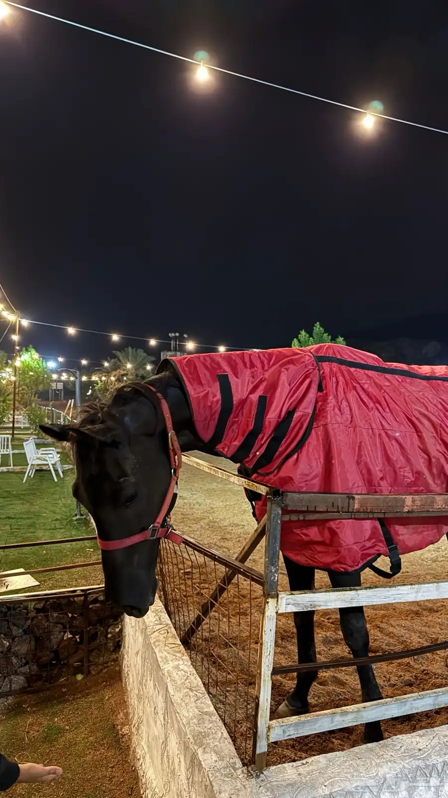 خيل سباق 1