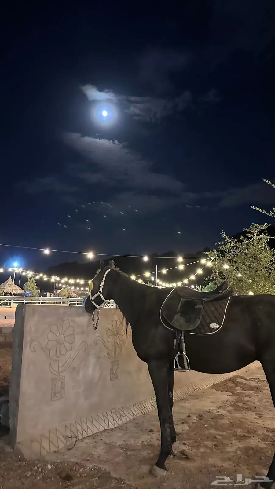 خيل سباق 2