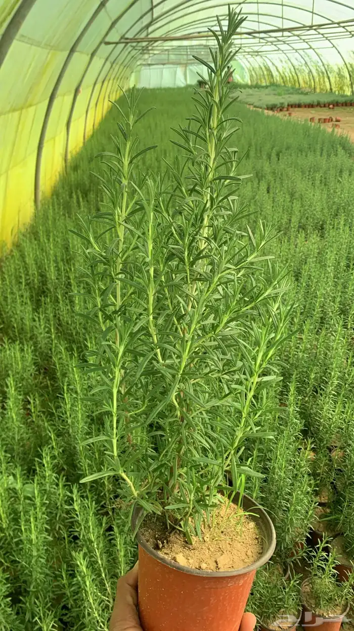 شتلات أكليل الجبل روز ماري 2