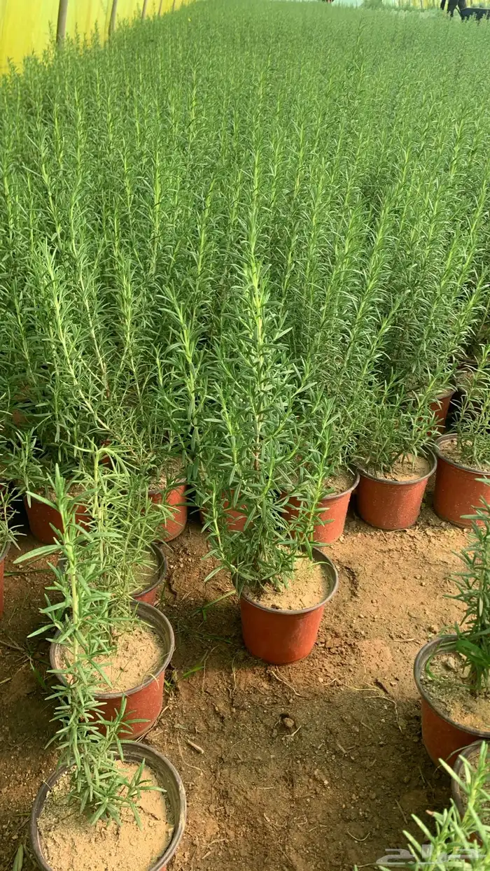 شتلات أكليل الجبل روز ماري 4