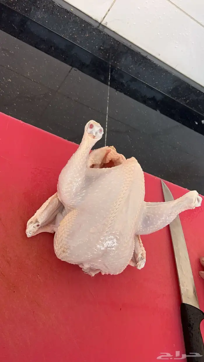 مسلخ دواجن دجاج طازج 1