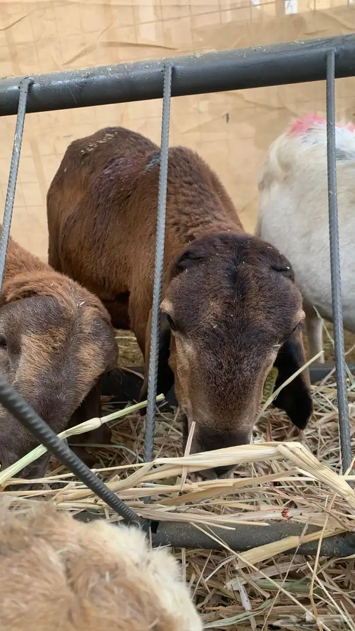 طليان جذعان سواكن 6