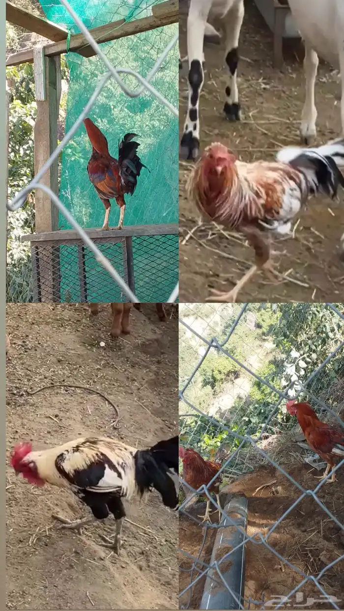 ديوك بلدي فيفاء 4