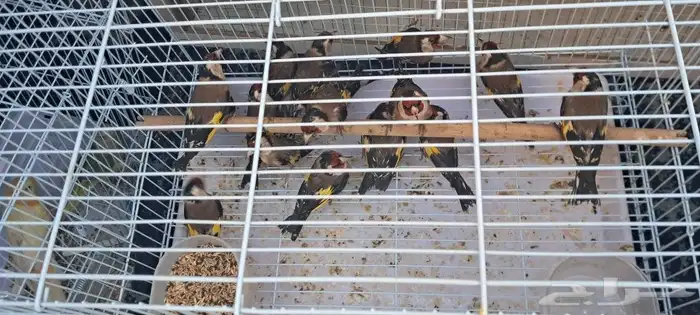 موصل طيور حيونات أليفة أمانات 4