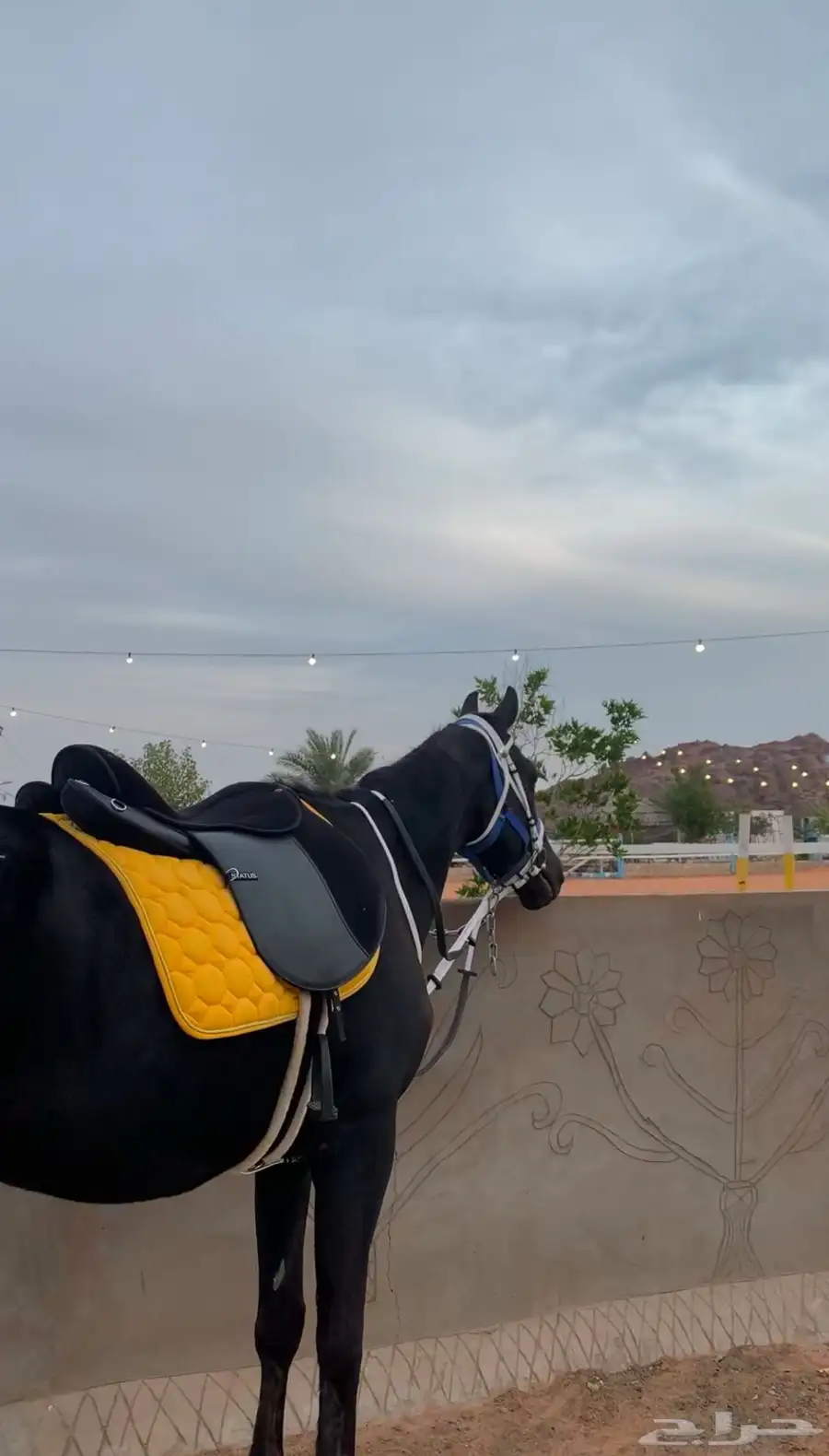 خيل سباق 0