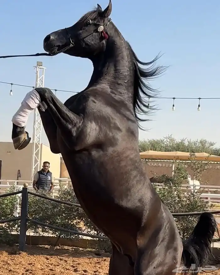 فحل واهو ادهم لون ملكي فاخر 3