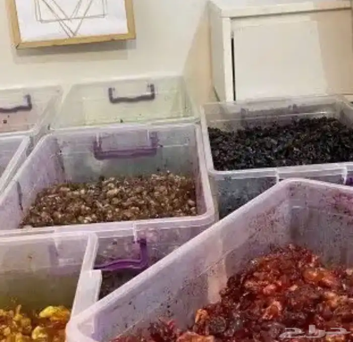 لبان مسقى ملكي  درزن 100  نص درزن 50   الحق قبل النفاذ 15