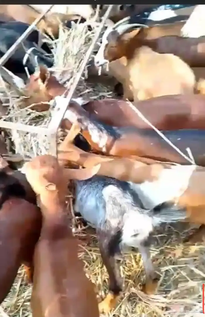 تيوس عمار 3-4 شهور طيبه 2