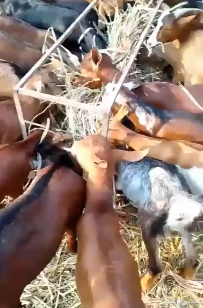 تيوس عمار 3-4 شهور طيبه 1